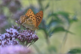 <p>PERLEŤOVEC STŘÍBROPÁSEK - sameček (Argynnis paphia) ---- /Silver-washed fritillary - Kaisermantel/</p>